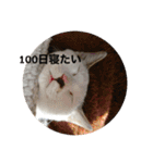 うちの猫たちの割も使えるスタンプ（個別スタンプ：28）