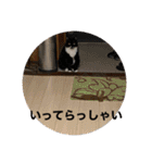 うちの猫たちの割も使えるスタンプ（個別スタンプ：30）