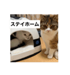 うちの猫たちの割も使えるスタンプ（個別スタンプ：32）