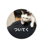 うちの猫たちの割も使えるスタンプ（個別スタンプ：34）
