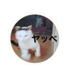 うちの猫たちの割も使えるスタンプ（個別スタンプ：38）