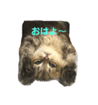 こまちよ（個別スタンプ：1）