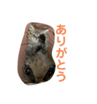 こまちよ（個別スタンプ：3）