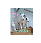新すみコタ2  ブルテリア（個別スタンプ：1）