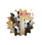 新すみコタ2  ブルテリア（個別スタンプ：5）