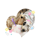 新すみコタ2  ブルテリア（個別スタンプ：7）