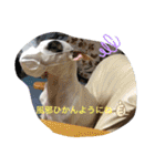 新すみコタ2  ブルテリア（個別スタンプ：11）
