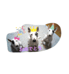 新すみコタ2  ブルテリア（個別スタンプ：13）