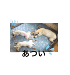 新すみコタ2  ブルテリア（個別スタンプ：14）
