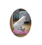 新すみコタ2  ブルテリア（個別スタンプ：16）