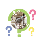 新すみコタ2  ブルテリア（個別スタンプ：23）
