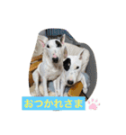 新すみコタ2  ブルテリア（個別スタンプ：24）