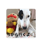 新すみコタ2  ブルテリア（個別スタンプ：27）