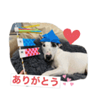 新すみコタ2  ブルテリア（個別スタンプ：31）