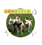 新すみコタ2  ブルテリア（個別スタンプ：32）