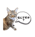 パッツン猫のまるちゃん（個別スタンプ：1）