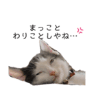 パッツン猫のまるちゃん（個別スタンプ：2）