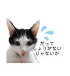 パッツン猫のまるちゃん（個別スタンプ：3）