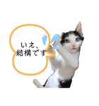 パッツン猫のまるちゃん（個別スタンプ：4）