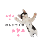 パッツン猫のまるちゃん（個別スタンプ：5）