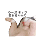 パッツン猫のまるちゃん（個別スタンプ：8）