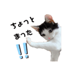 パッツン猫のまるちゃん（個別スタンプ：9）