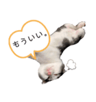パッツン猫のまるちゃん（個別スタンプ：10）