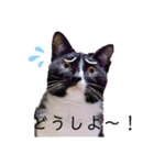 パッツン猫のまるちゃん（個別スタンプ：11）