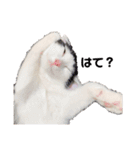 パッツン猫のまるちゃん（個別スタンプ：15）