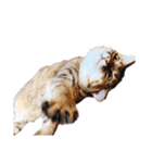 パッツン猫のまるちゃん（個別スタンプ：16）