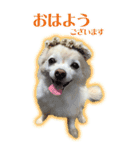 表情ゆたか♪チワワ好きのまめたんスタンプ（個別スタンプ：1）