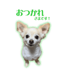 表情ゆたか♪チワワ好きのまめたんスタンプ（個別スタンプ：3）