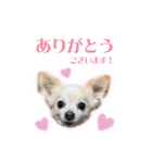 表情ゆたか♪チワワ好きのまめたんスタンプ（個別スタンプ：4）