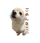 表情ゆたか♪チワワ好きのまめたんスタンプ（個別スタンプ：5）