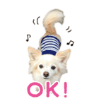 表情ゆたか♪チワワ好きのまめたんスタンプ（個別スタンプ：6）