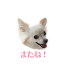 表情ゆたか♪チワワ好きのまめたんスタンプ（個別スタンプ：8）
