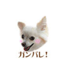 表情ゆたか♪チワワ好きのまめたんスタンプ（個別スタンプ：10）