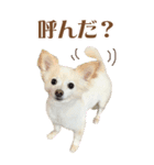 表情ゆたか♪チワワ好きのまめたんスタンプ（個別スタンプ：11）