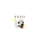 表情ゆたか♪チワワ好きのまめたんスタンプ（個別スタンプ：20）