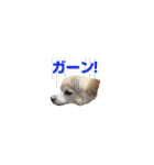 表情ゆたか♪チワワ好きのまめたんスタンプ（個別スタンプ：23）