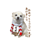 表情ゆたか♪チワワ好きのまめたんスタンプ（個別スタンプ：24）
