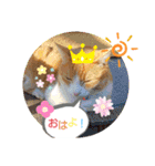 大きなちびスタンプ（個別スタンプ：6）