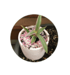 お花さん綺麗（個別スタンプ：4）