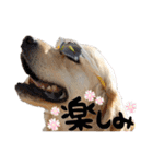 笑平くんスタンプ（個別スタンプ：22）