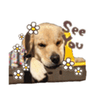 笑平くんスタンプ（個別スタンプ：38）
