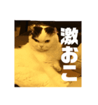 スコのマメスタンプ（個別スタンプ：4）