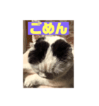 スコのマメスタンプ（個別スタンプ：5）