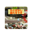 ドジョウらぶ3（個別スタンプ：1）