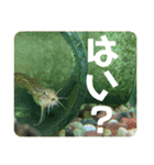 ドジョウらぶ3（個別スタンプ：5）