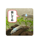ドジョウらぶ3（個別スタンプ：8）